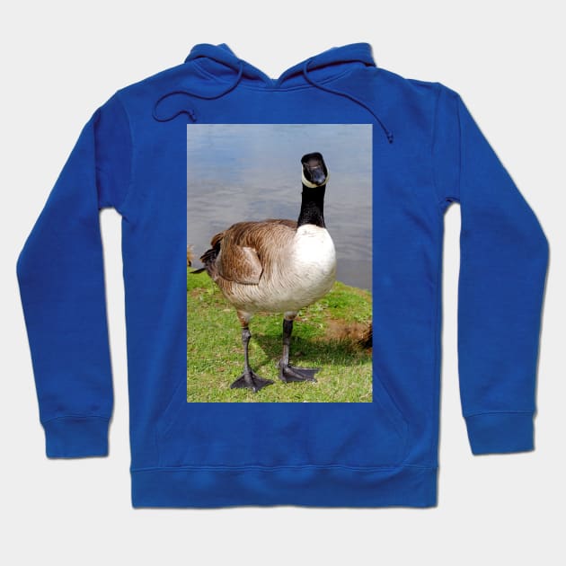 Canada Goose Canadian Geese Wild Bird Hoodie by AndyEvansPhotos